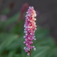 Раковые шейки. :: Лилия *