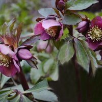 Первый день весны...Морозник :: Надежда Куркина 