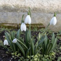 Весна на дворе. Пора влюбляться... :: Валерий Басыров