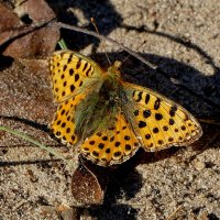 опять про бабочек...507 :: Александр Прокудин