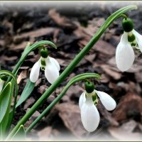 Подснежники :: Елена Сухорученкова