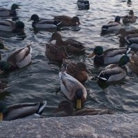 Утки :: Сапсан 