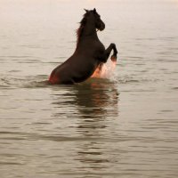 Солнце под копытами :: Valziwa Солнце под копытами :: Valziwa