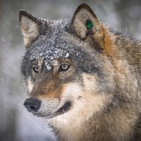 Волк :: Aleksey Afonin