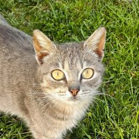 Муська :: Валерий Судачок