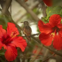 Колибри Родописуса веспер. Перу. :: Svetlana Galvez