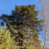 Столетняя сосна :: Андрей Хлопонин