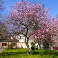 Керчь. Цветение луизеании на улице Советской. :: Пётр Чернега