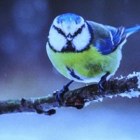 Красотка прилетела :: Людмила Смородинская