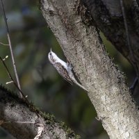 пищуха :: юрий макаров