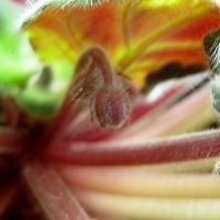 Пробуждение :: Елена Семигина