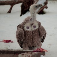 Снежный Гриф :: Владимир Максимов