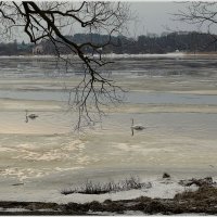 Перезимовали :: Aleksandr Gal