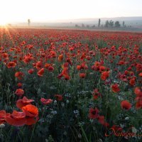 Природа Крыма :: Изумительная Космея