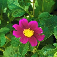 Пурпурная георгина :: Валентин Семчишин