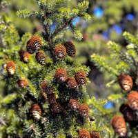 Природа в солнечный день. :: Михаил Курзанцев