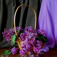 Сиреневый   "водопад..." :: Галина Кузьмина