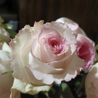 rose :: Галина R...