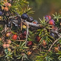 Можевельник. :: Giant Tao /