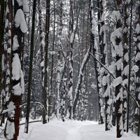 Сосны в подлипе. :: ВикТор Быстров