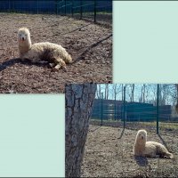 Март в ростовском зоопарке :: Нина Бутко