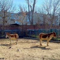 Март в ростовском зоопарке :: Нина Бутко