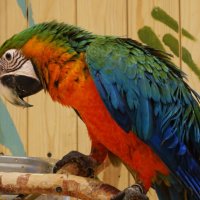 Почему одни овощи? Любимых орехов не положили.. :: Aida10 