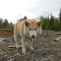 Поехали уже... :: Николай Гирш Поехали уже... :: Николай Гирш