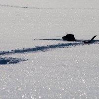 Такса в сугробах. :: Андрей Андрианов