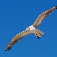 Выпускаем закрылки :: Евгений Седов