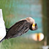 Баклан :: Светлана Ивановна