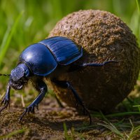 Жук навозник :: Aleksey Afonin