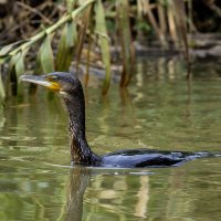 Большой черный баклан. :: Alexander Amromin