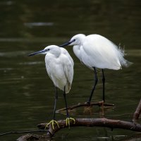 Близнецы. :: Alexander Amromin