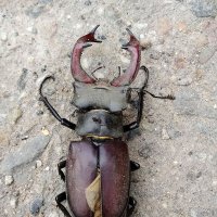 жук :: Наталья (ShadeNataly) Мельник