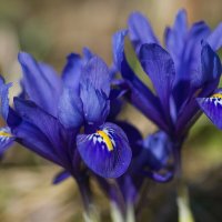 Весенние первоцветы. :: Sergey (Apg)