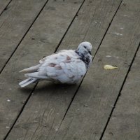 .......... :: Елена Шаламова