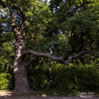 Из жизни деревьев :: Евгений 