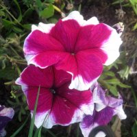 Петуньи :: Елена Семигина