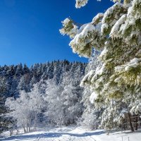 Таинство утреннего леса :: Наталья Димова