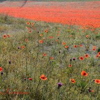 Природа Крыма :: Изумительная Космея