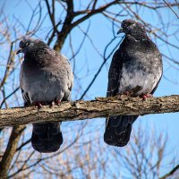 Какая тишина,,, :: Анатолий Колосов