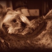 Майкл :: Сергей В Майкл :: Сергей В