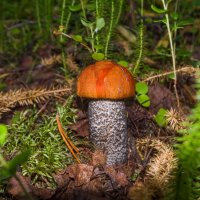 Боровой красноголовик :: Николай Зиновьев