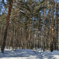 ЗИМА НЕ УХОДИТ :: ura Зелев