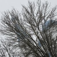 Храм :: Ольга Савельева 