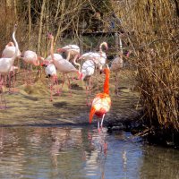 Пражский зоопарк :: Tata Wolf