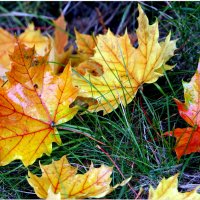 Мир Природы  :: "The Natural World" Александер