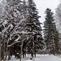 Зима :: Сапсан 