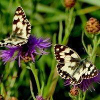 опять про бабочек...515 :: Александр Прокудин